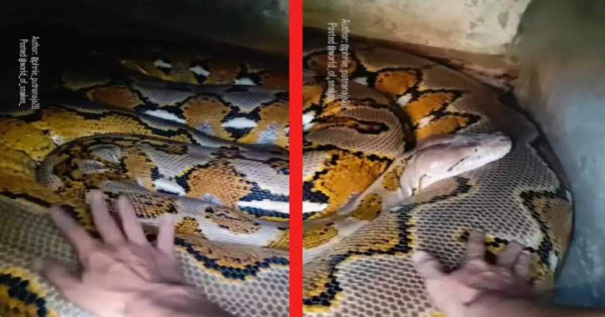 reticulated-python-viral-video