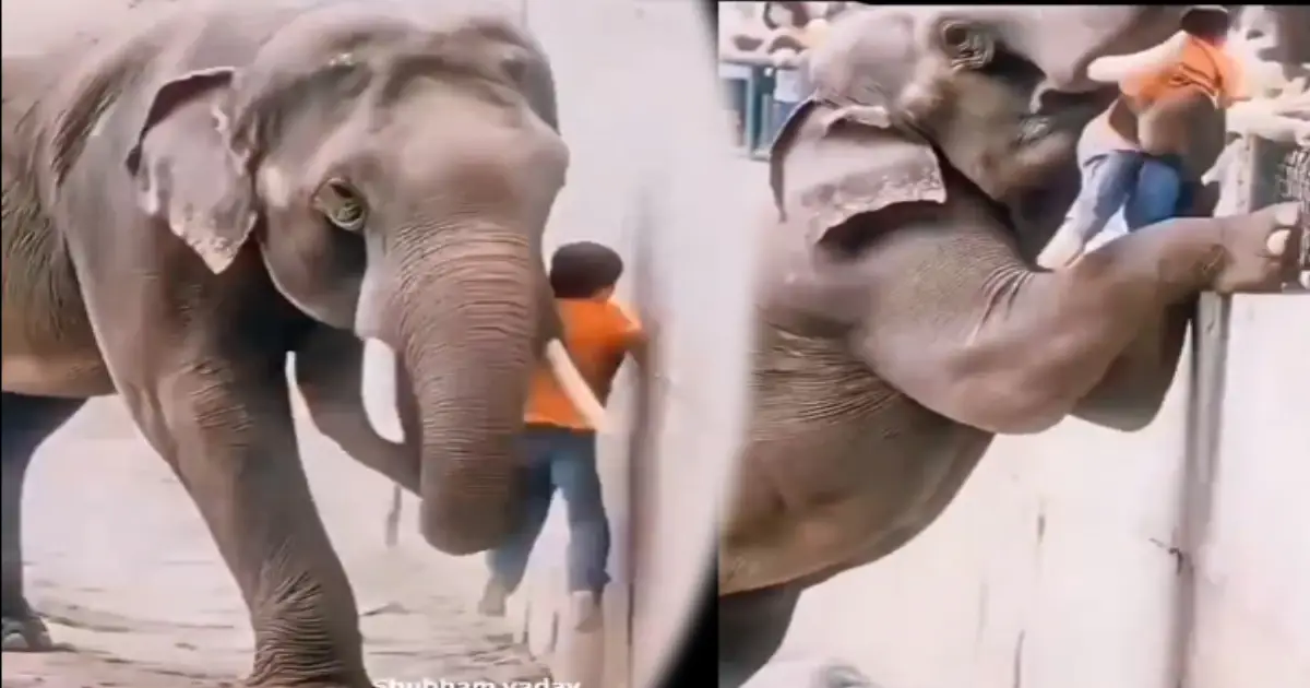 elephant-saves-boy-video