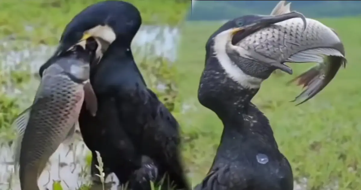 bird-hunts-big-fish-video-viral