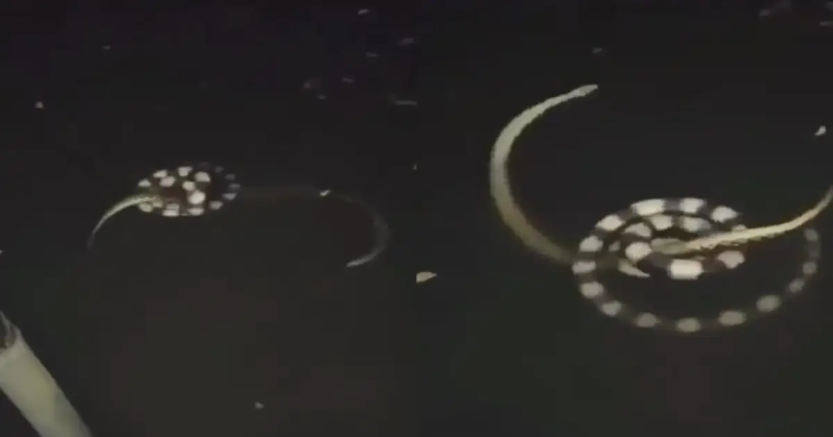snakes-fight-in-water-viral-video