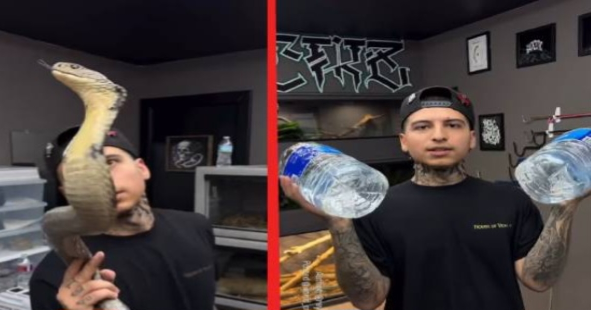 viral-king-cobra-video-RWY8KY