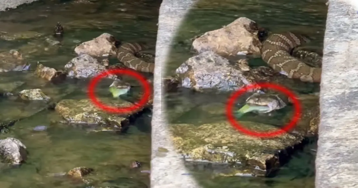 snake-hunts-fish-video-viral