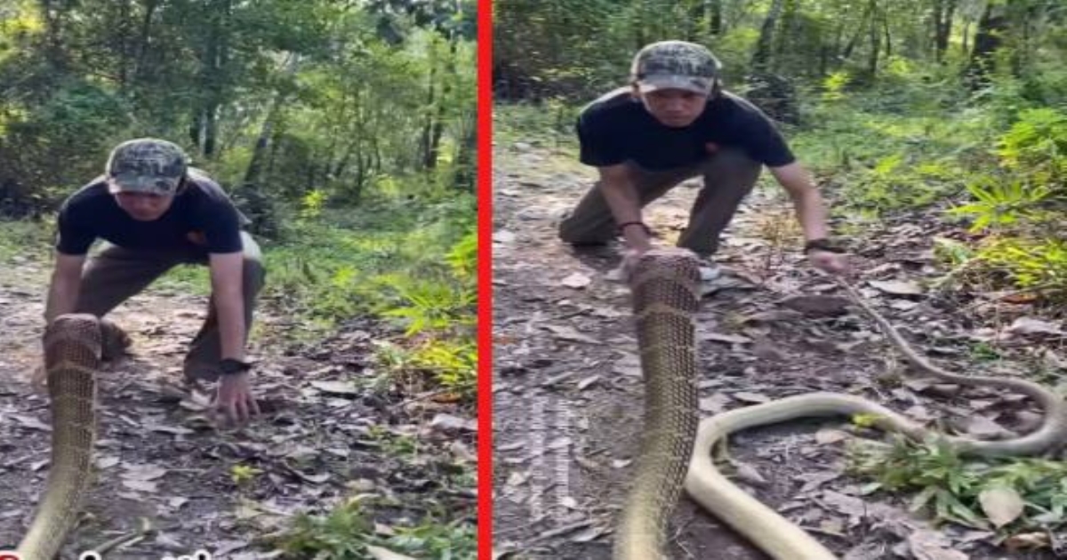 viral-king-cobra-video-48H2RG