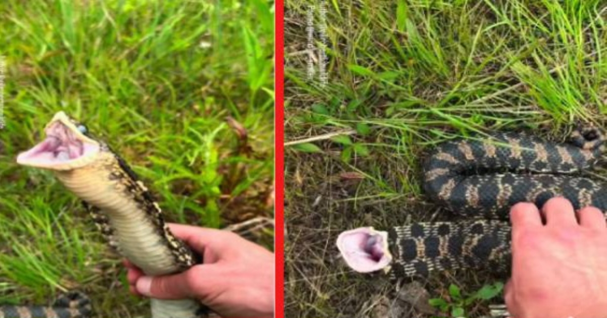 hognose-snake-viral-video
