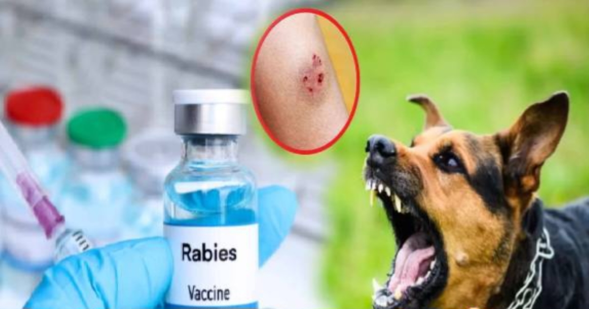 stray-dog-bite-rabies-awareness