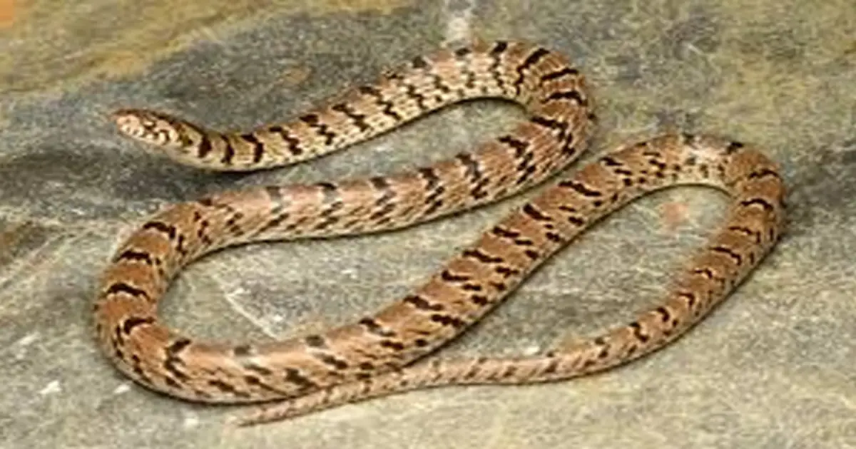 snake-enters-bike-silencer-shocking-video