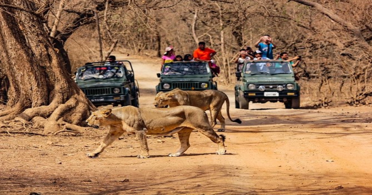 Gir-forest-lions-death-babesia-infection-gujarat