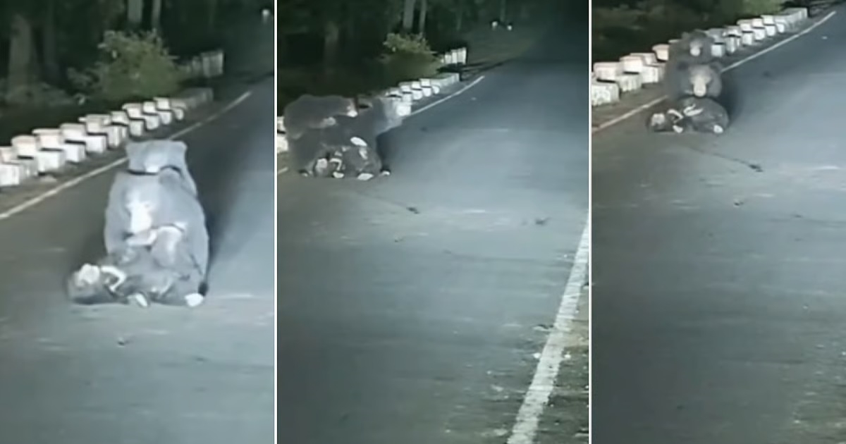 mother-bear-carries-injured-cub-madhya-pradesh