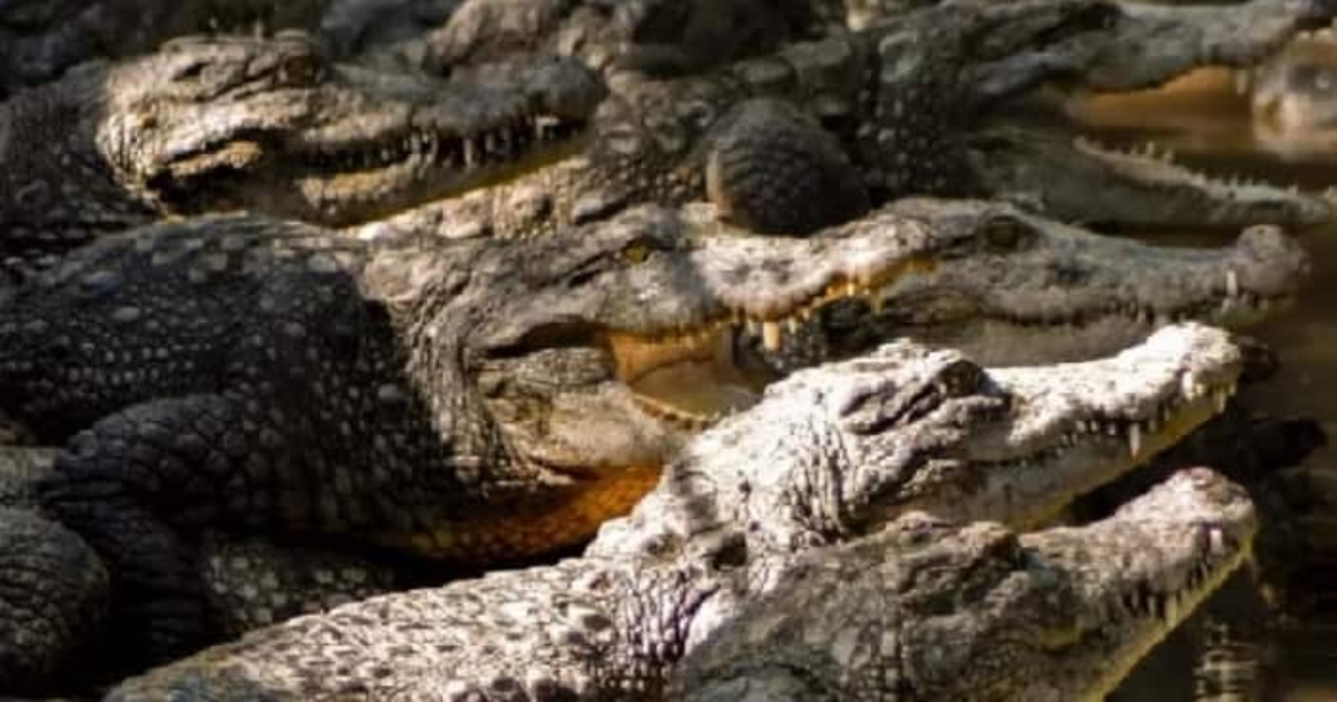 Crocodile attack and killed 72 years man