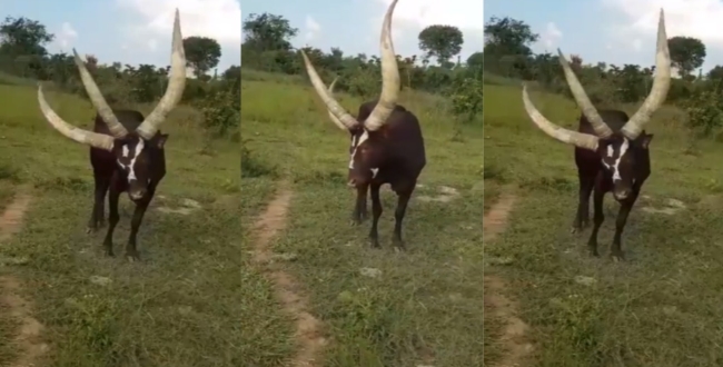 3-horned-bull-found-in-uganda-video-goes-viral