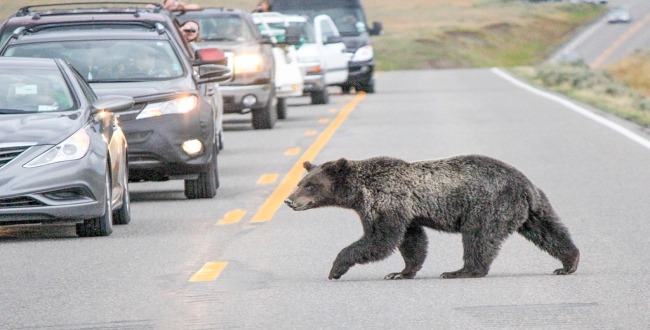 Three young bears desperately drag injured cub off the road