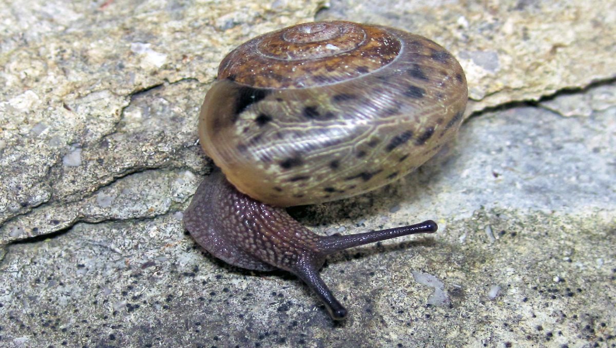 Women found costly muthu from sea snail