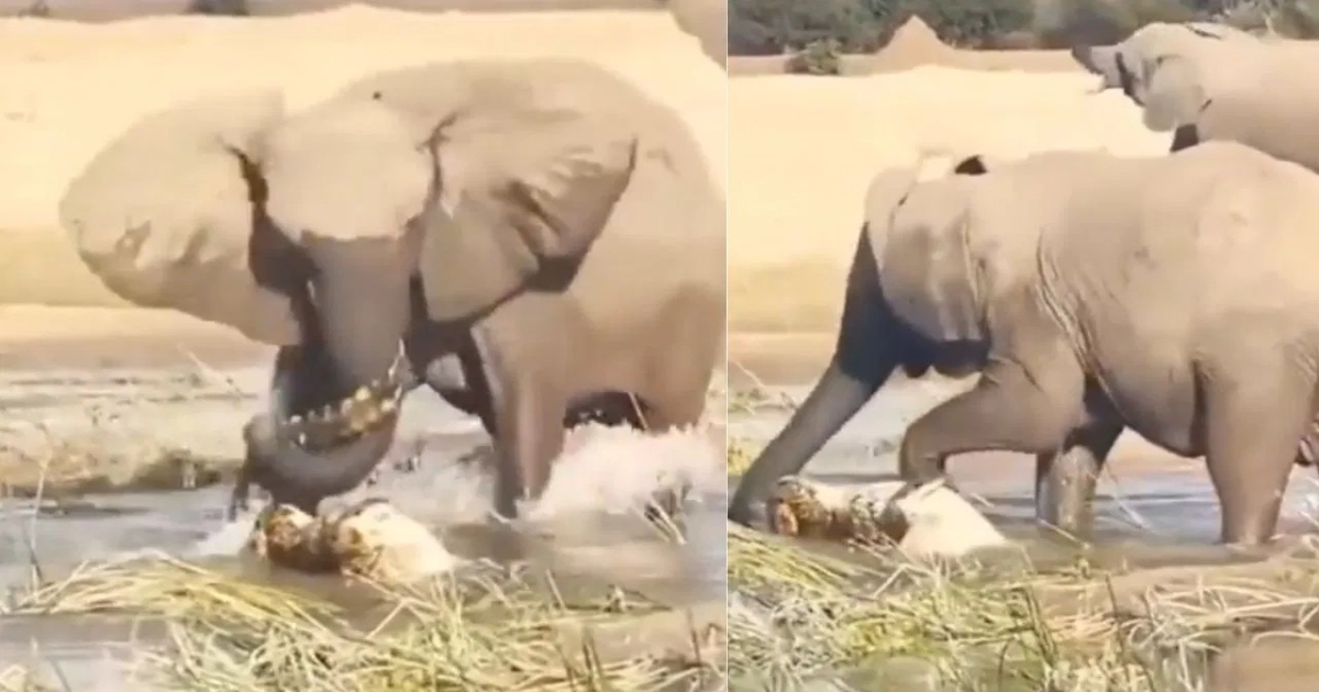 elephant-vs-crocodile-video