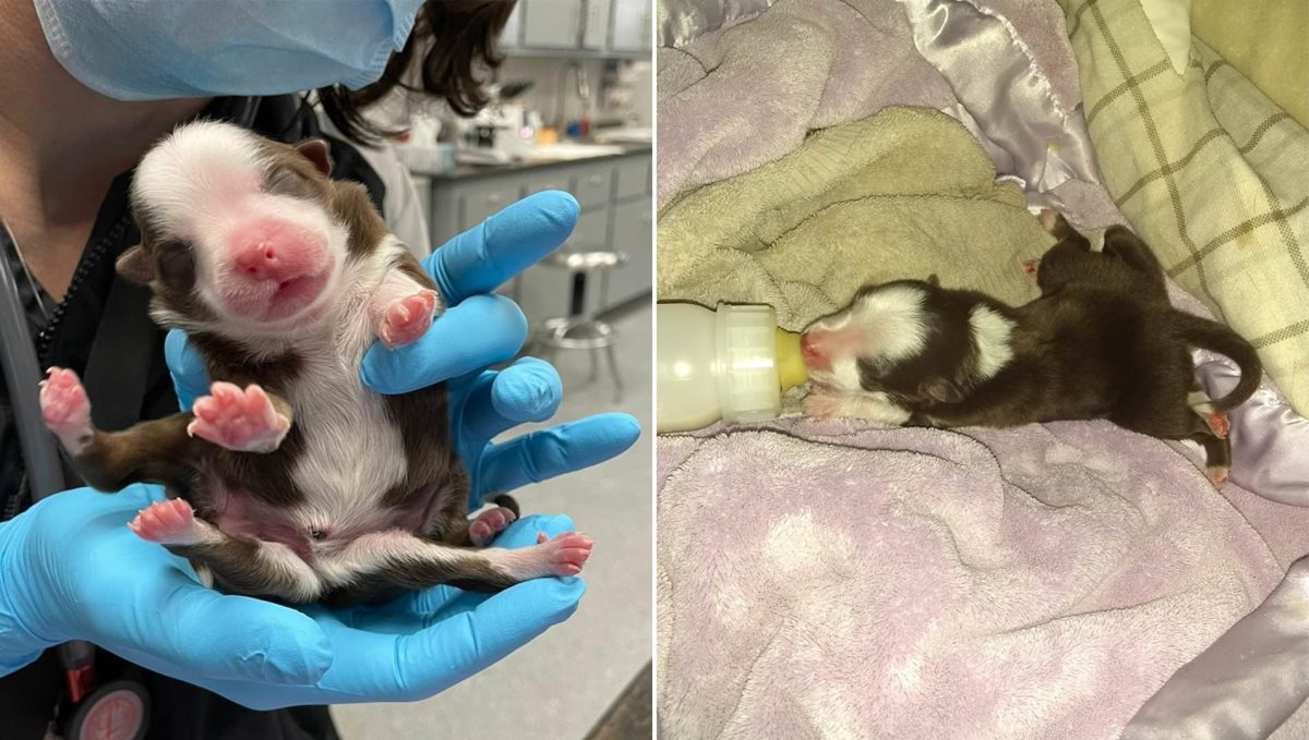 America puppy born with six legs and two tails
