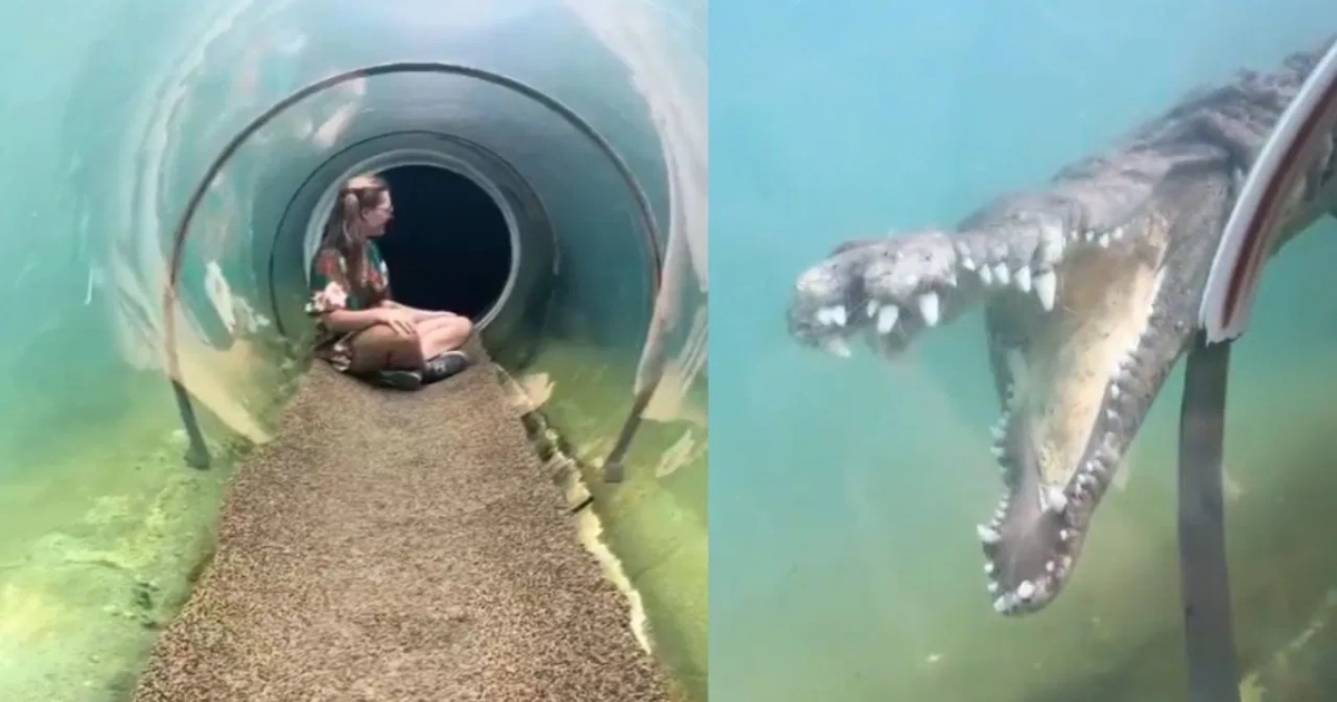 crocodile-attack-underwater-video
