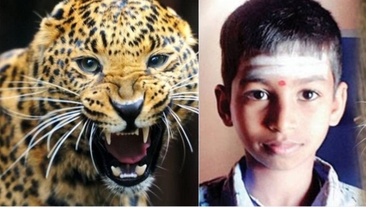 12 years old boy escaped from leopard