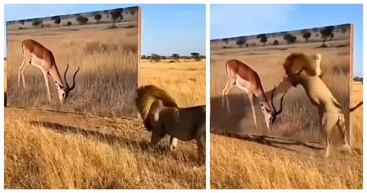 ai-lion-fake-deer-viral-video