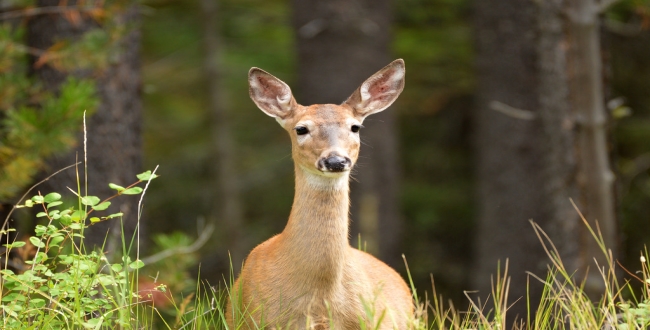neelan-deer-burried-alive-in-bihar