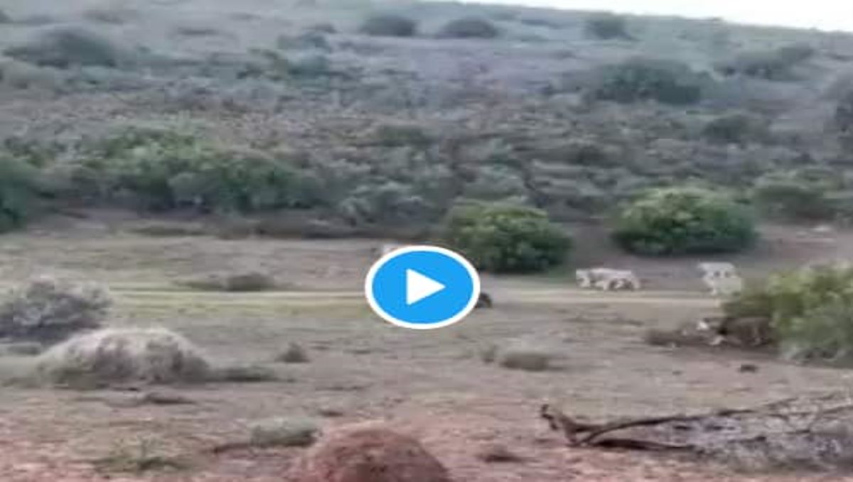 Brave mother buffalos save its cube viral video 