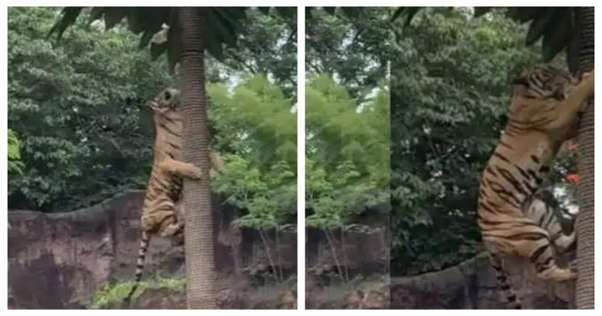 tiger-climbing-tree-viral-video-sydney-zoo-truth