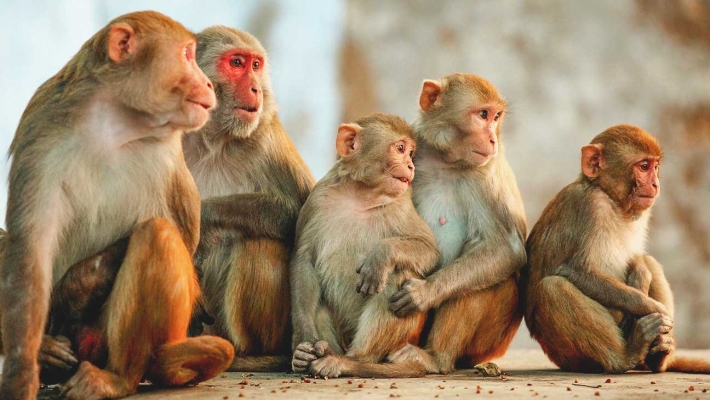 Monkeys killed 72 years old man in india