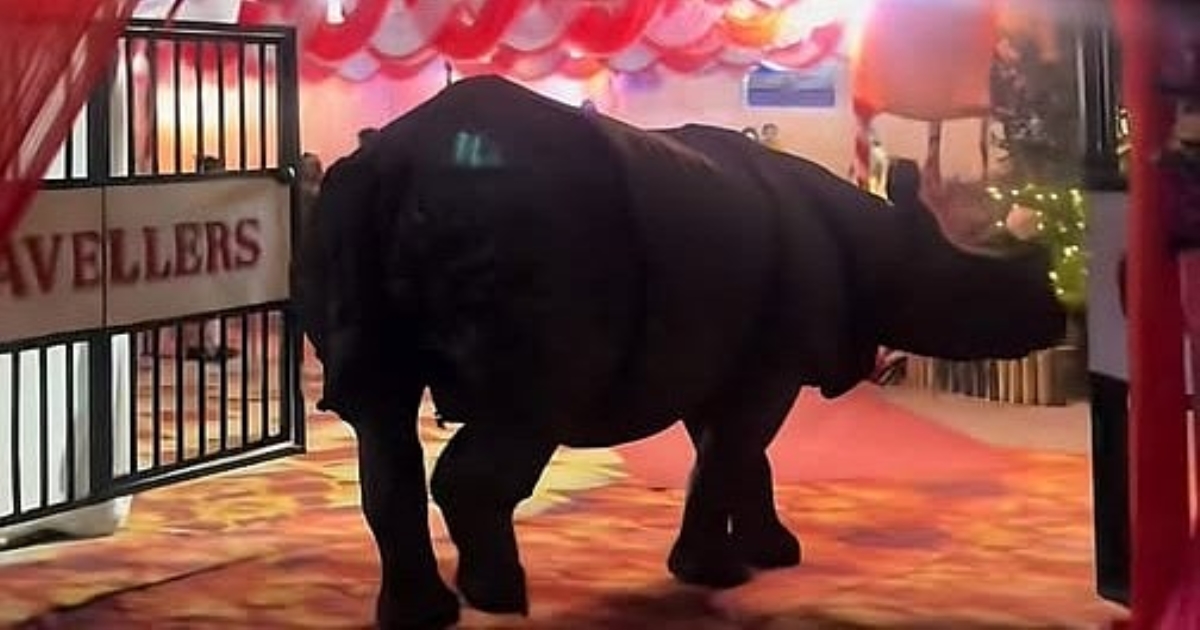 wedding-rhino-guest-viral-video
