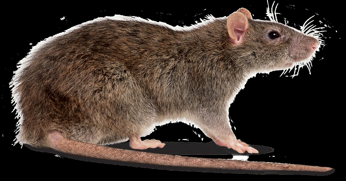 ways-to-get-rid-of-rat-infestation