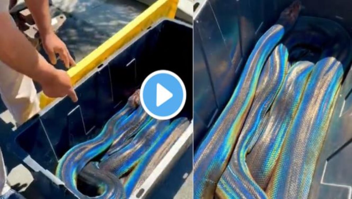 Rainbow snake viral video