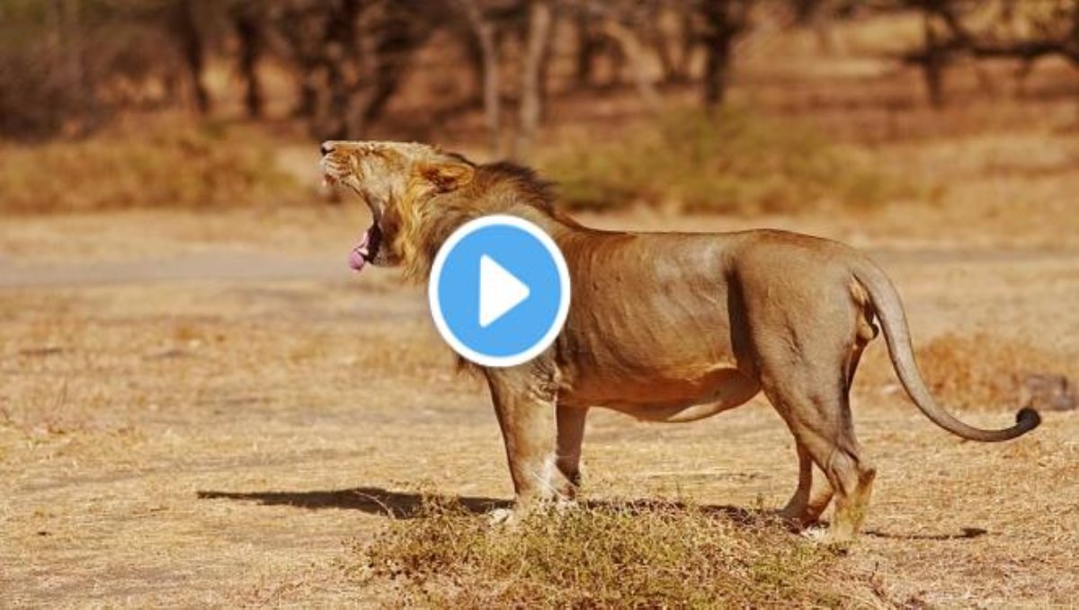 Lion giving birth to cube viral video