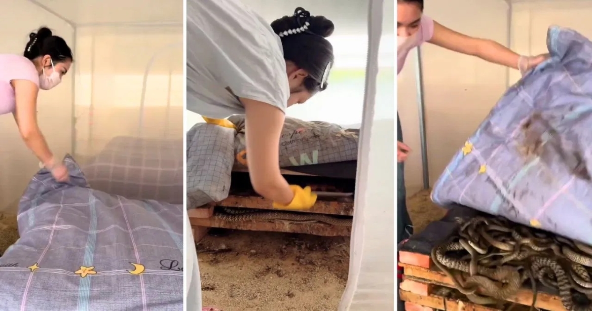 china-woman-snakes-bedroom-video-viral