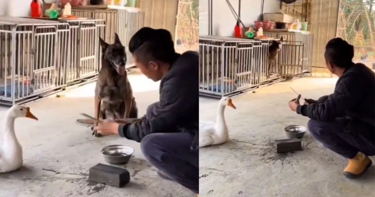 dog-hides-in-cage-fearing-owner