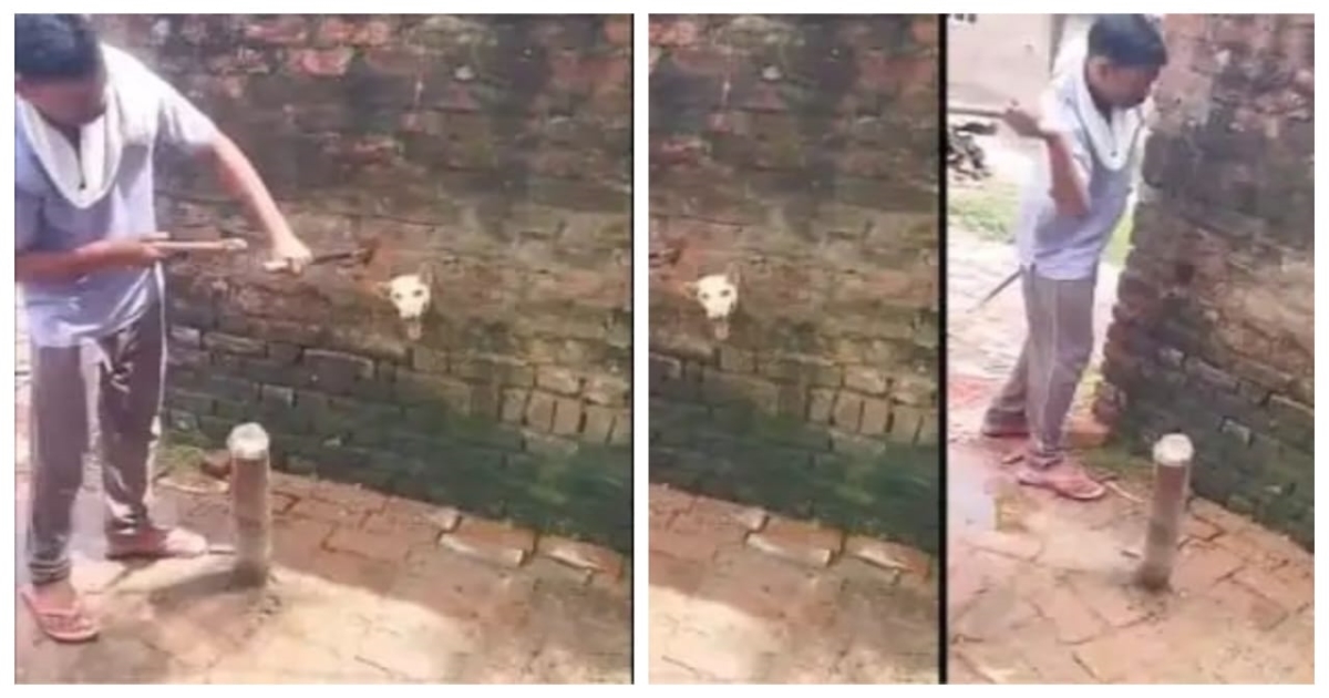 dog-stuck-in-brick-wall-rescue-viral-video