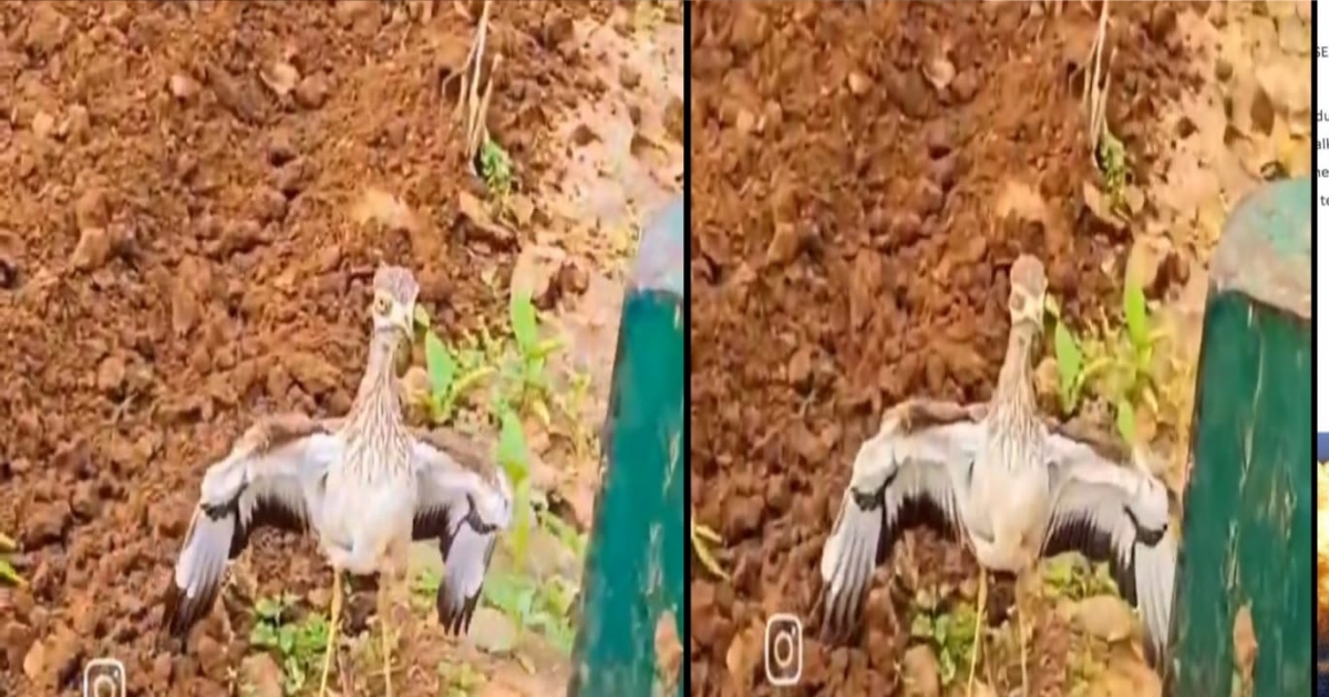 mother-bird-protects-eggs-viral-video