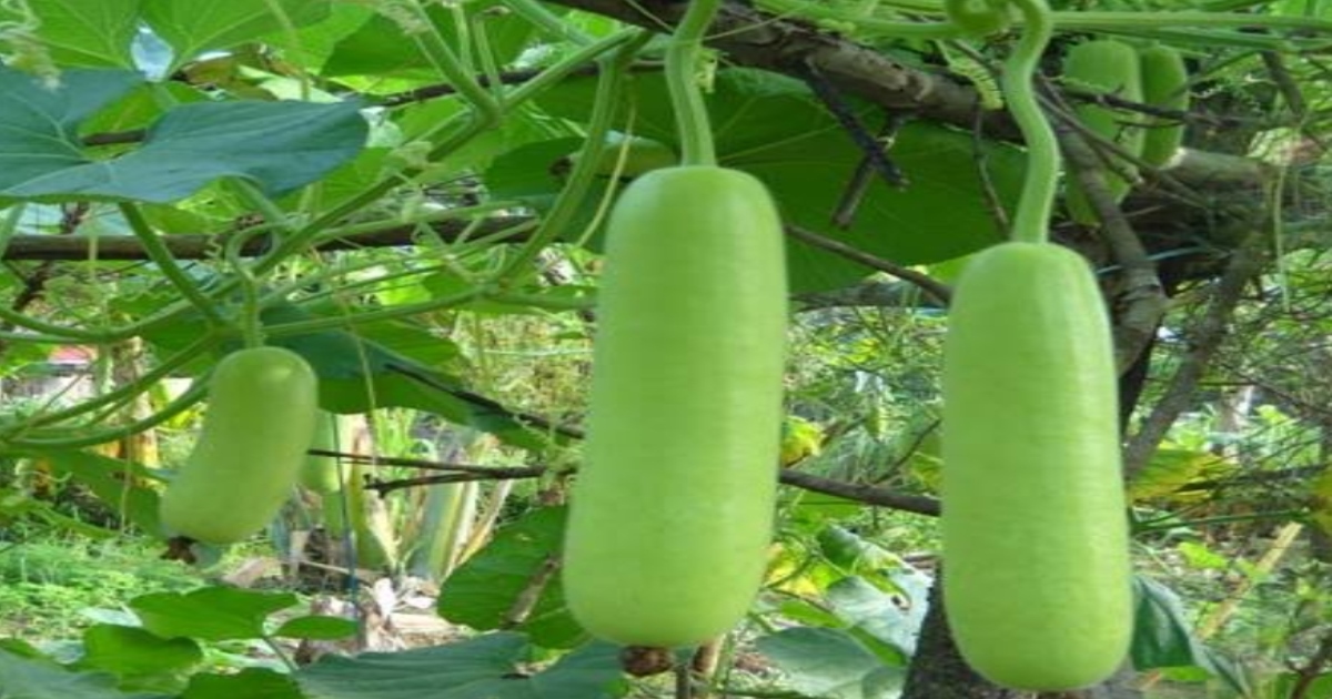 zucchini-juice-to-reduce-belly-and-body-fat