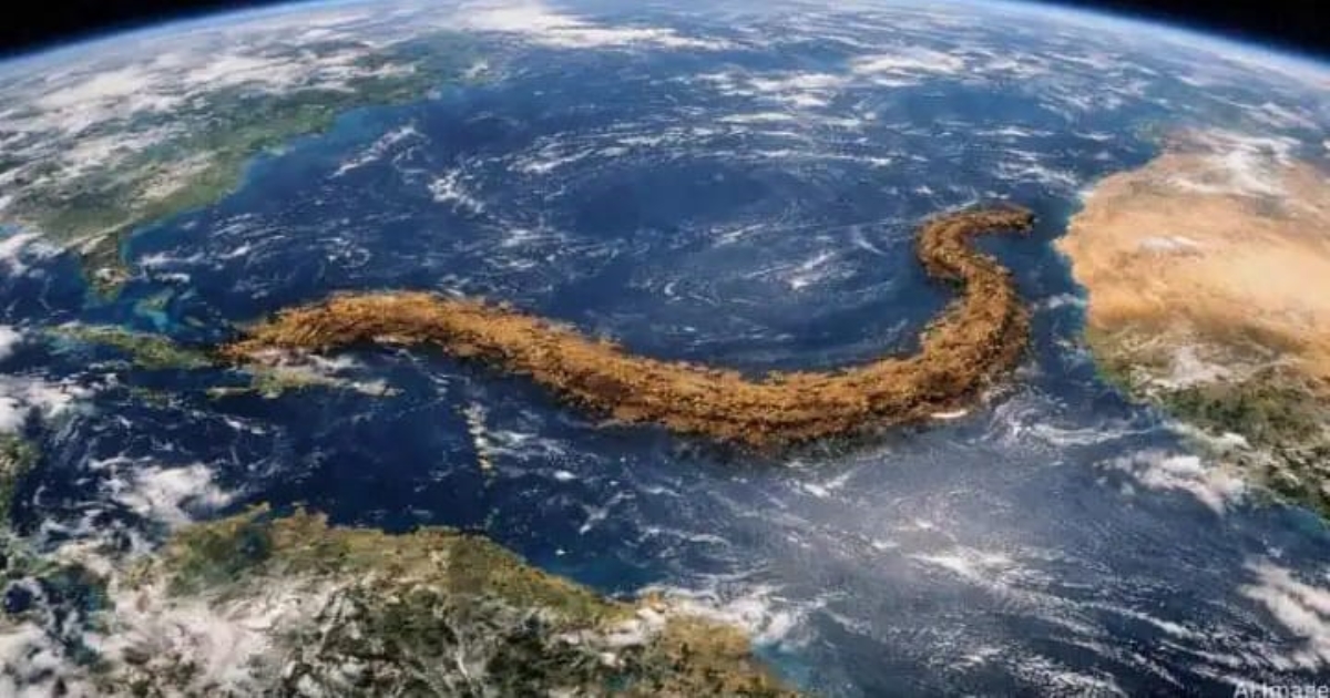 great-sargassum-belt-atlantic-ocean-environment-impact
