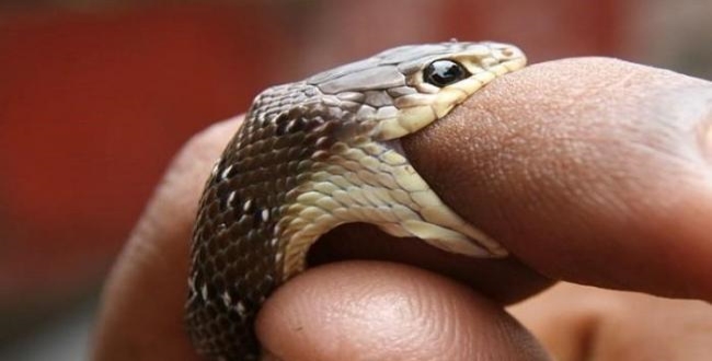 Man bite snake in up while drinking