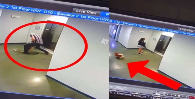 dog-got-stuck-in-lift-video-goes-viral