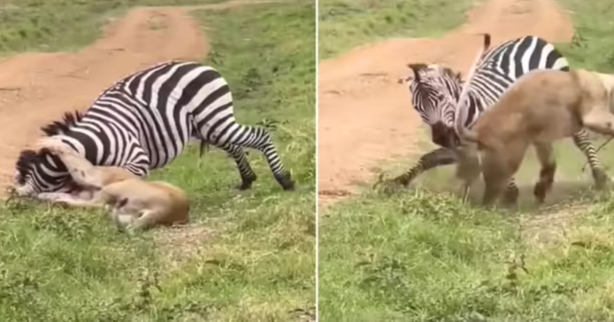 zebra-escapes-lion-attack-video-viral