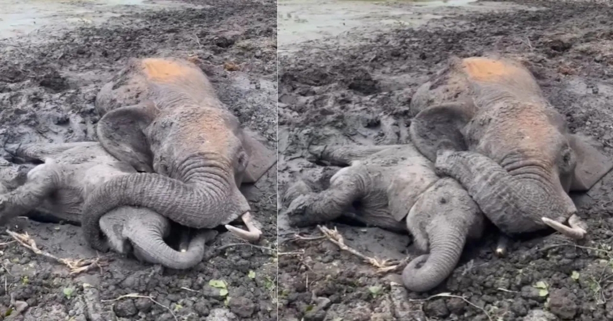 mother-elephant-love-viral-video