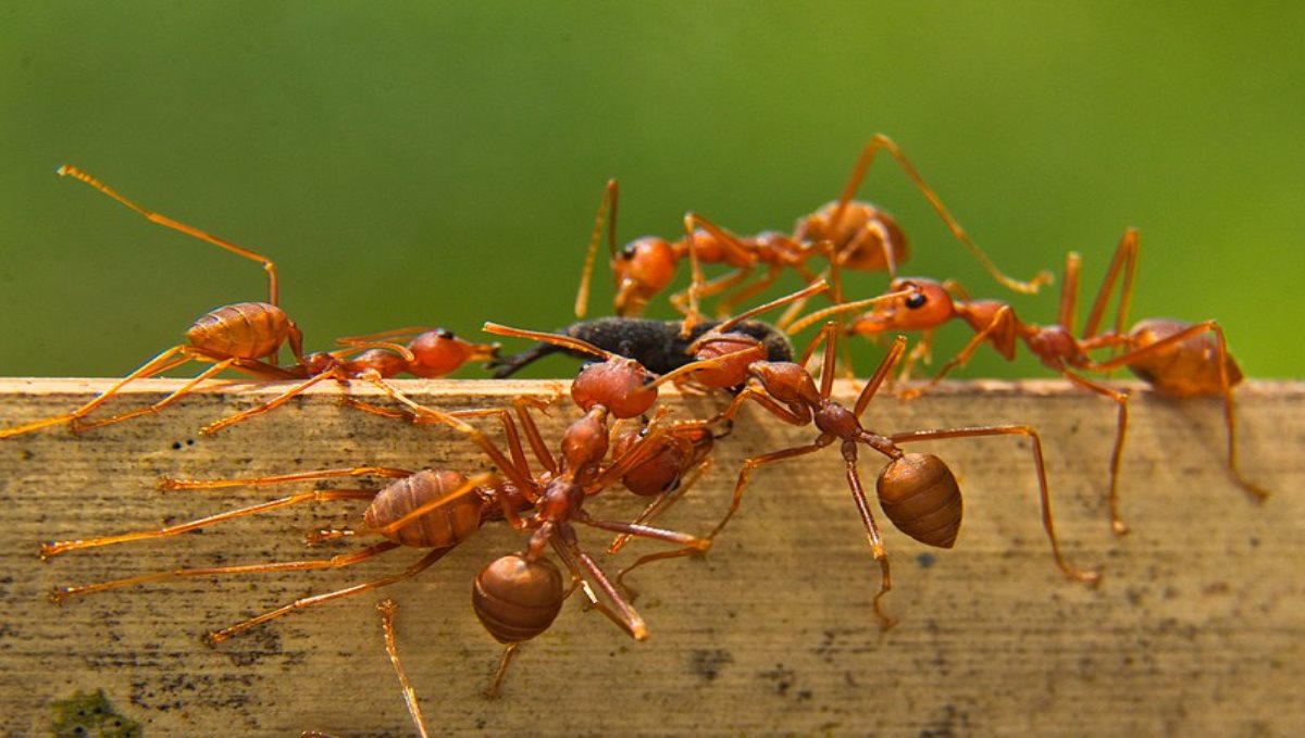 Red ant chatni for corona treatment