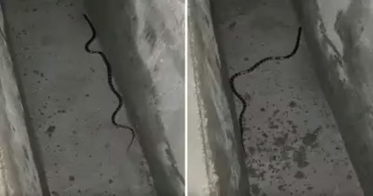 common-krait-snake-viral-video-fact-check