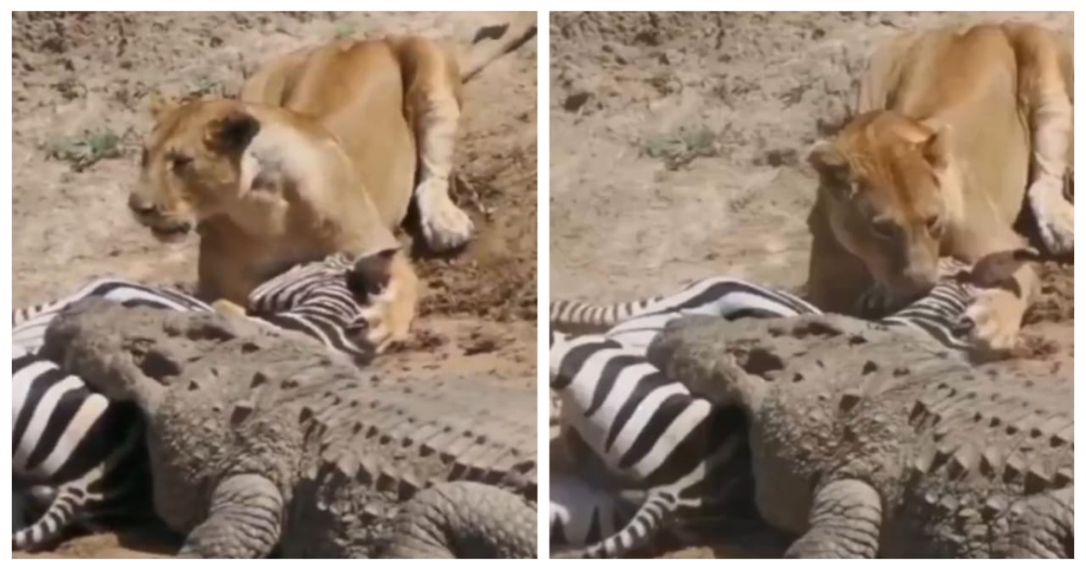 lion-crocodile-zebra-viral-forest-hunt