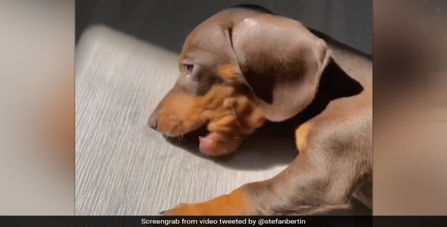 This Puppy Trying To Eat Sunshine Will Brighten Up Your Day