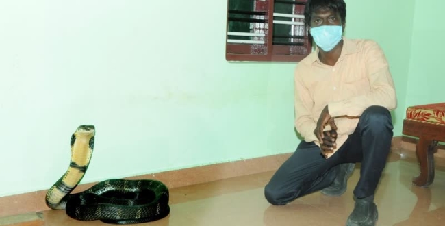 16 feet king cobra rescued from house in Kerala 