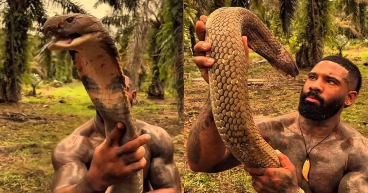 king-cobra-fearless-video