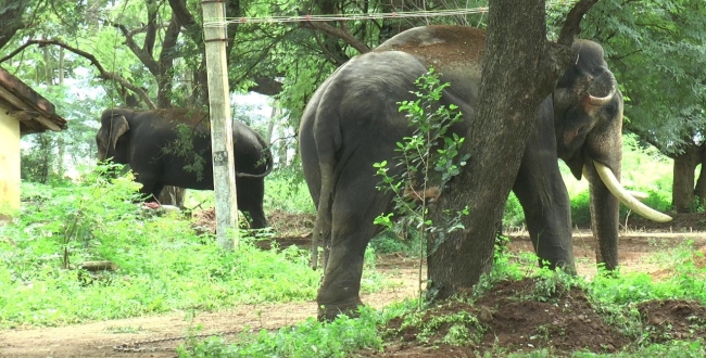 koyamputhur---chinnaththampi-elephant-arrest