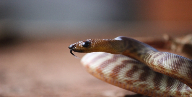 the-moment-a-baby-snake-breaks-out-of-amniotic-sac