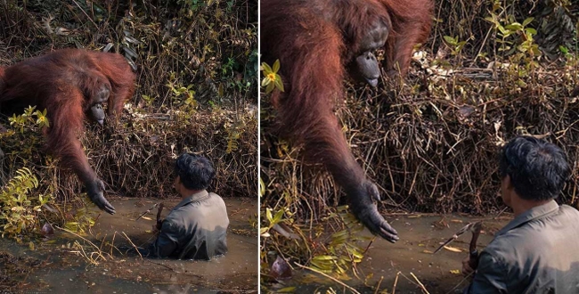Orangutan Offers Helping Hand to Man Stuck in river