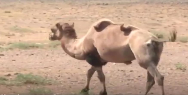 Camel traveled by walk to meet ex boss in China