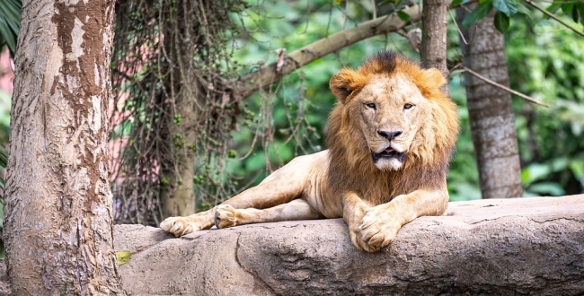 bihar-man-jumps-inside-lion-enclosure-in-delhi-zoo